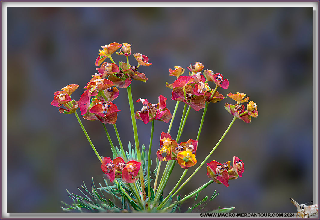 Euphorbe petit cyprès